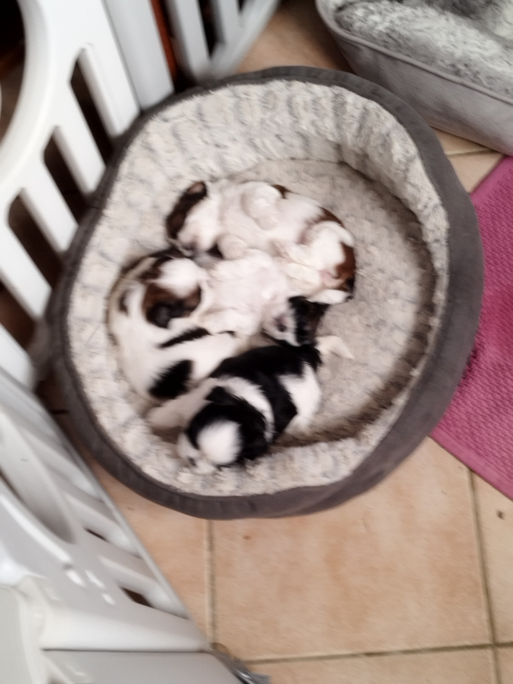 Chiot Shih Tzu Du Jardin Des Perles De Cixi