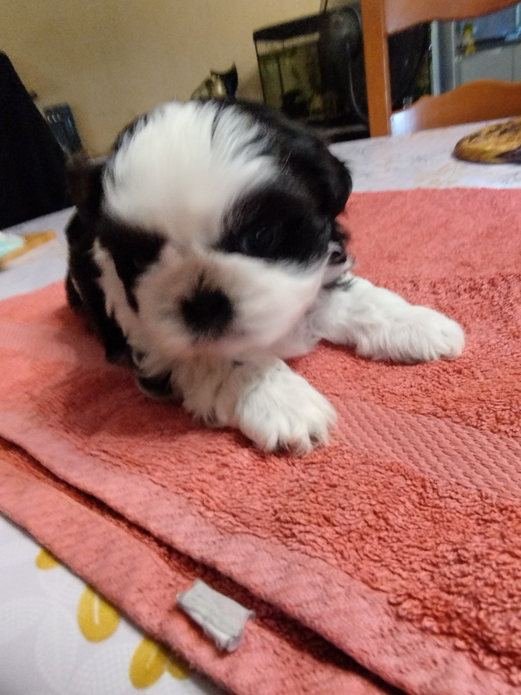 Du Jardin Des Perles De Cixi - Chiots disponibles - Shih Tzu