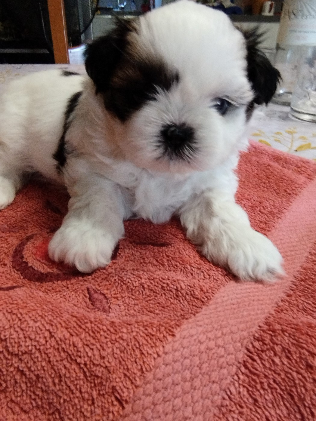 Du Jardin Des Perles De Cixi - Chiots disponibles - Shih Tzu
