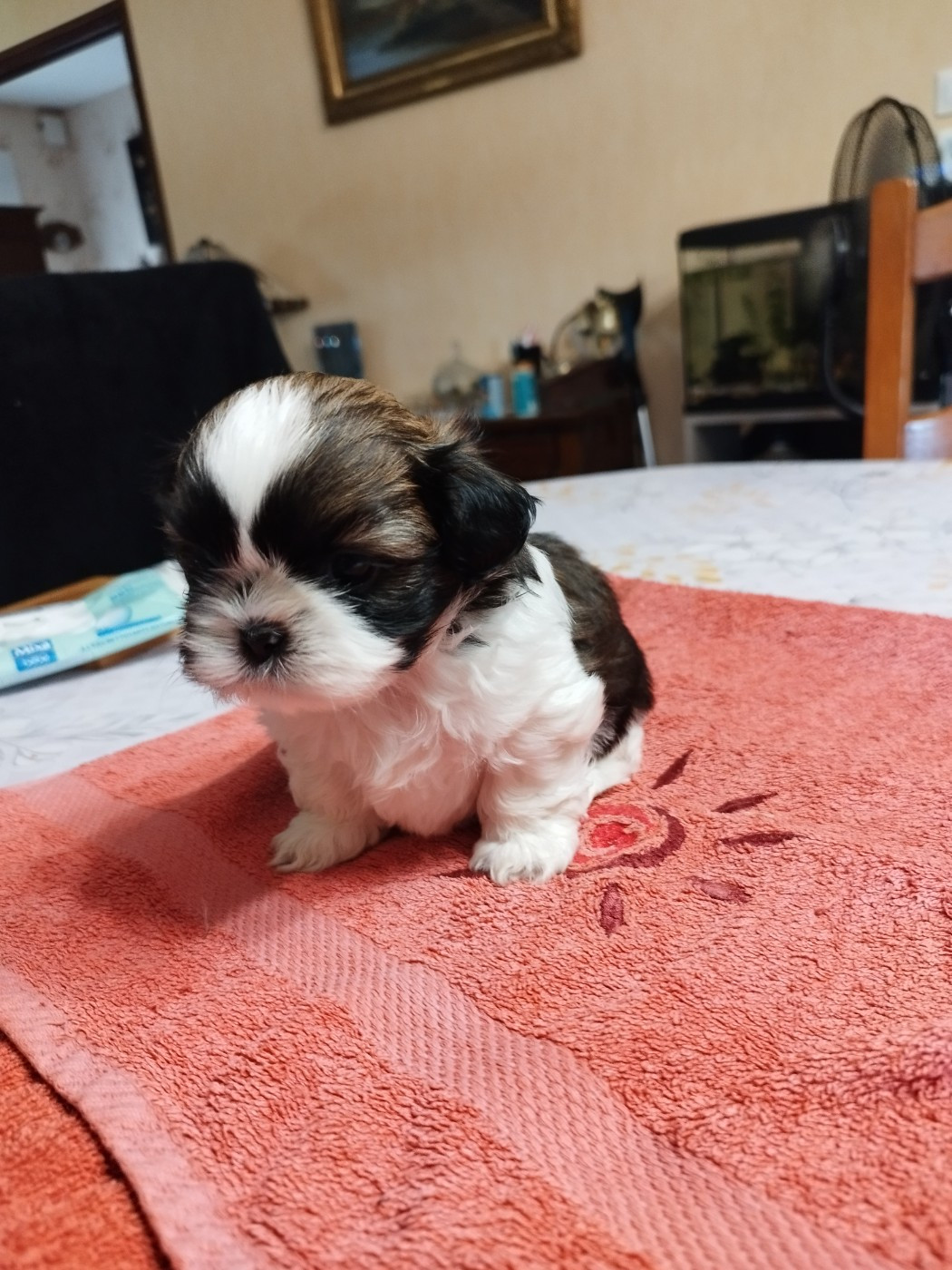 Du Jardin Des Perles De Cixi - Chiots disponibles - Shih Tzu