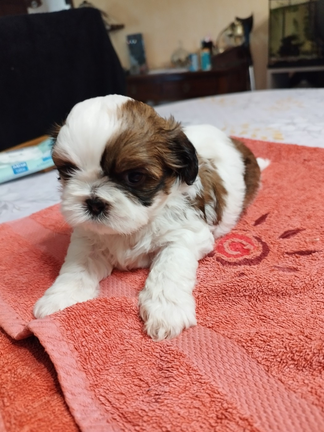 Du Jardin Des Perles De Cixi - Chiots disponibles - Shih Tzu