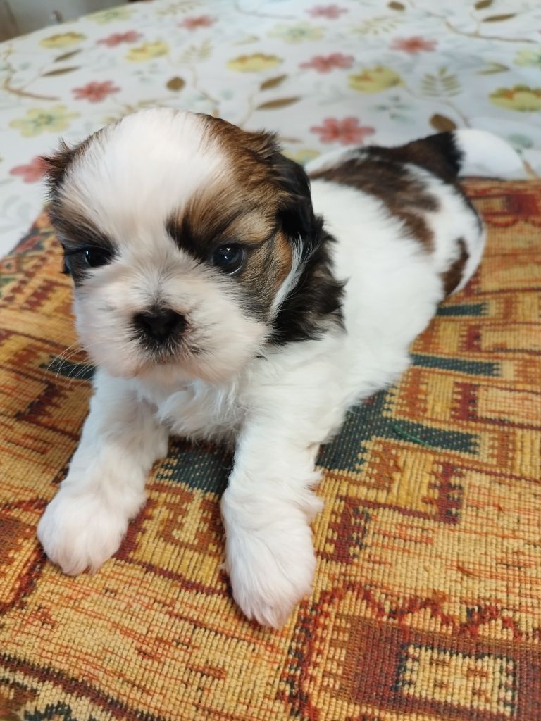 Du Jardin Des Perles De Cixi - Chiots disponibles - Shih Tzu