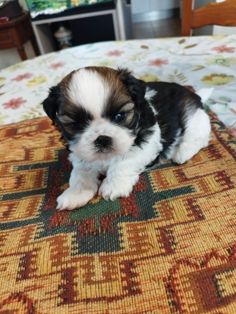 Du Jardin Des Perles De Cixi - Chiots disponibles - Shih Tzu